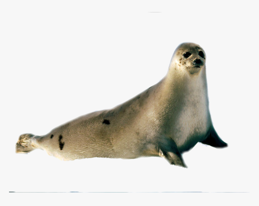 Walrus Clipart Transparent Background Sea Creature - Harp Seal, HD Png Download