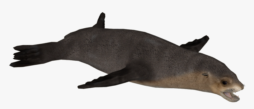 Australian Sea Lion Png, Transparent Png