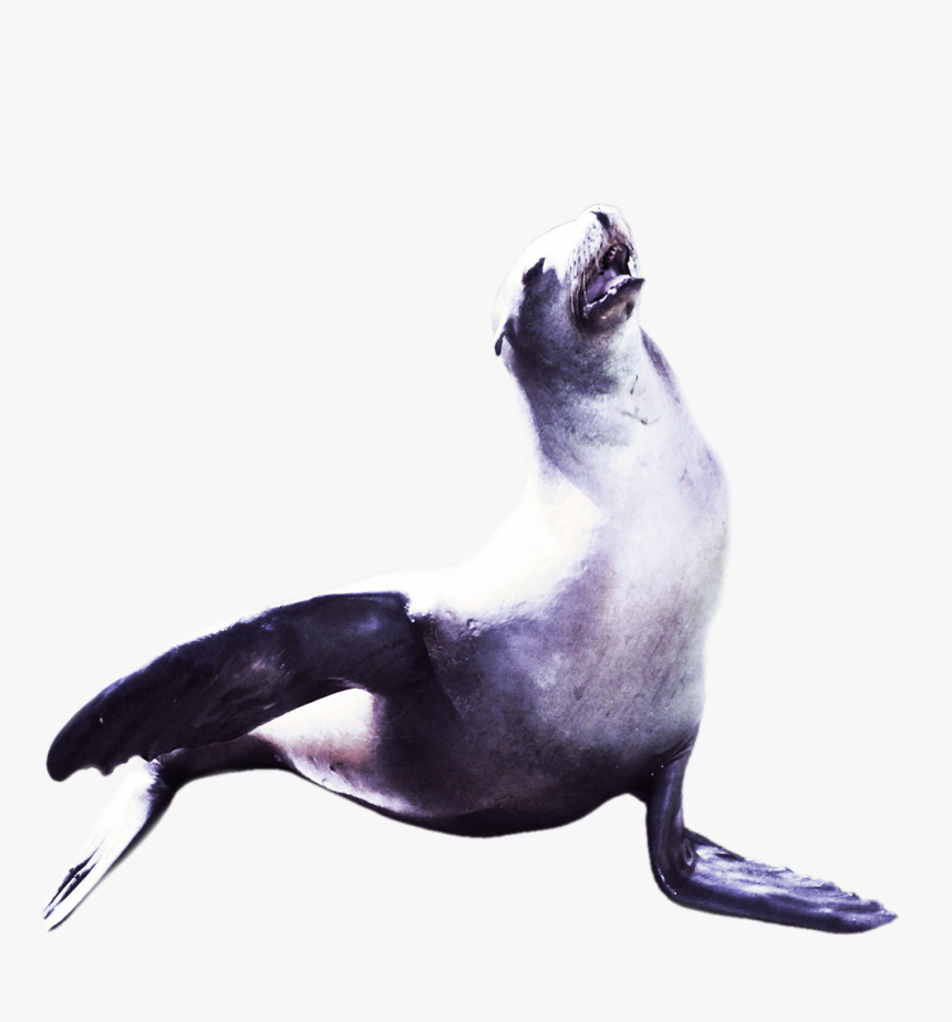 Penguin, HD Png Download