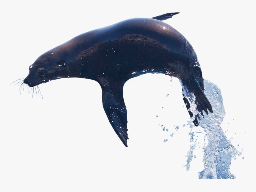 Alt Text - Killer Whale, HD Png Download