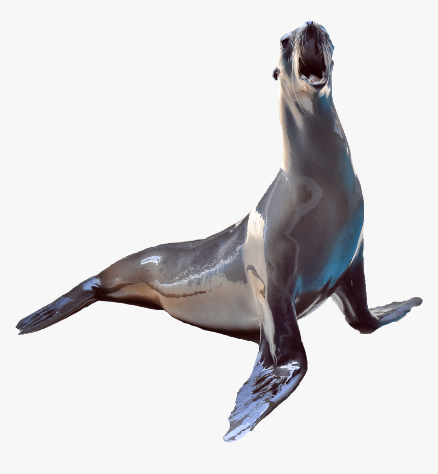 California Sea Lion - Penguin, HD Png Download