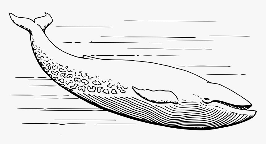 Featured image of post View 12 Outline Whale Clipart Black And White