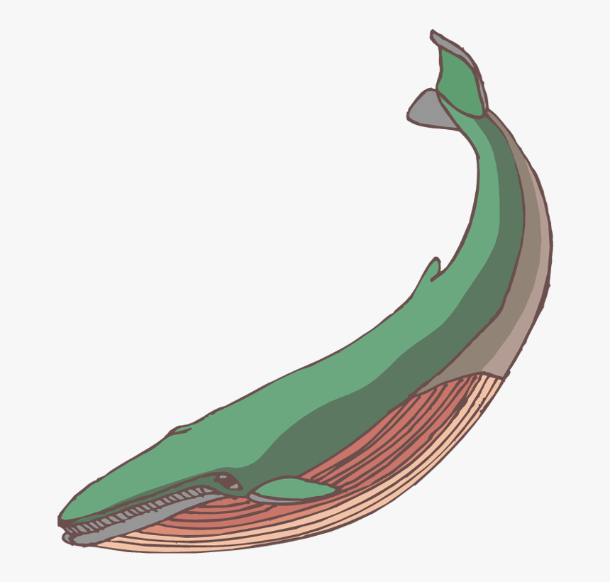 Baby Whale Clip Art Free Clipart Images - Illustration, HD Png Download