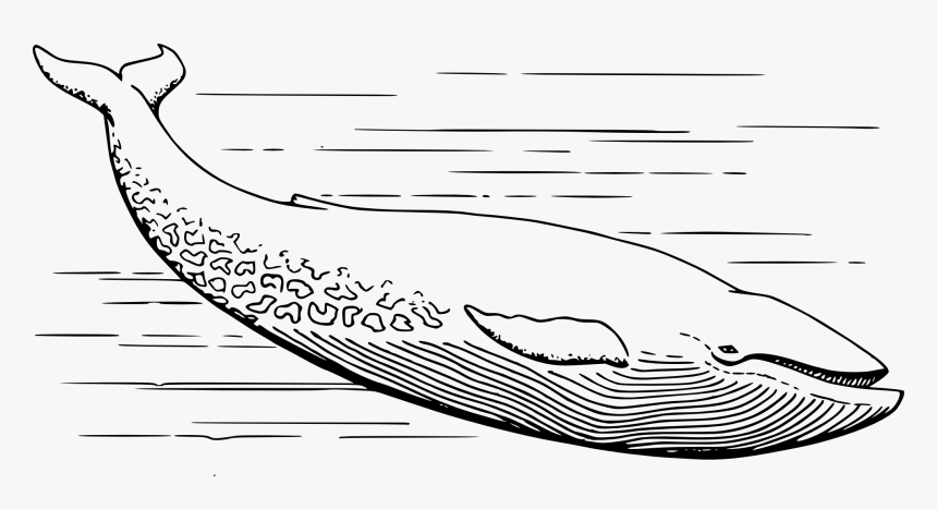 Blue Amp Clip Art - Blue Whale For Coloring, HD Png Download