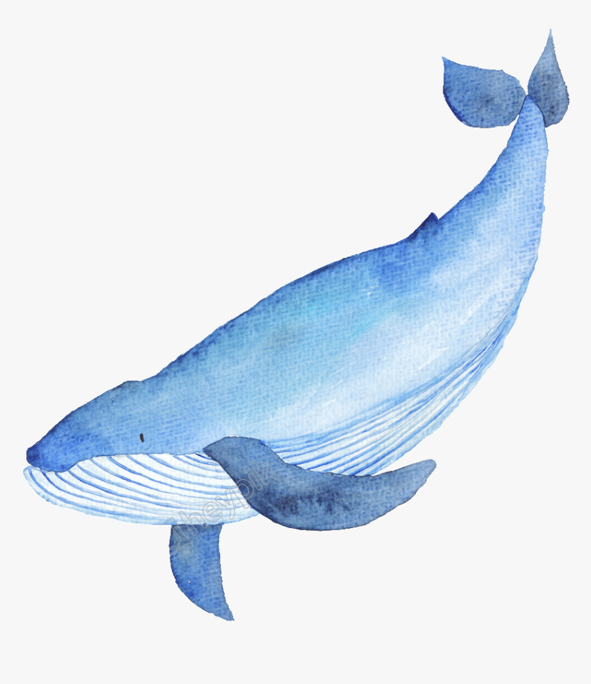 Drawn Whale Catoon - Whales, HD Png Download