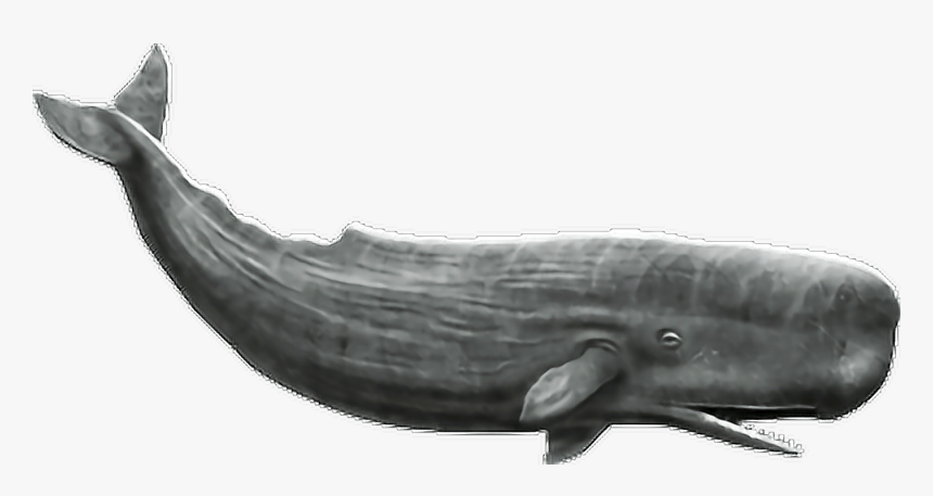 Sperm Whale No Background , Transparent Cartoons - Whale Png, Png Download