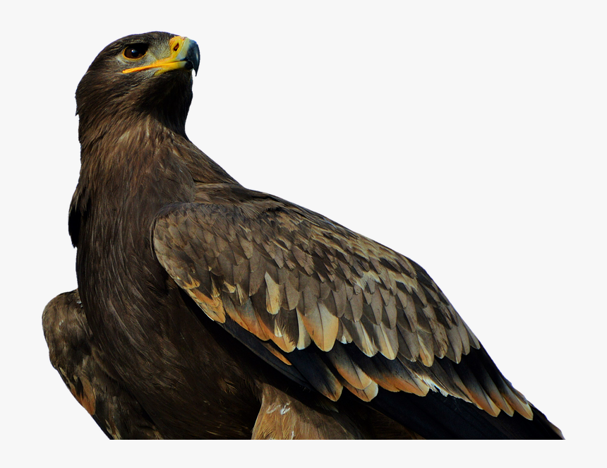 Eagle, HD Png Download