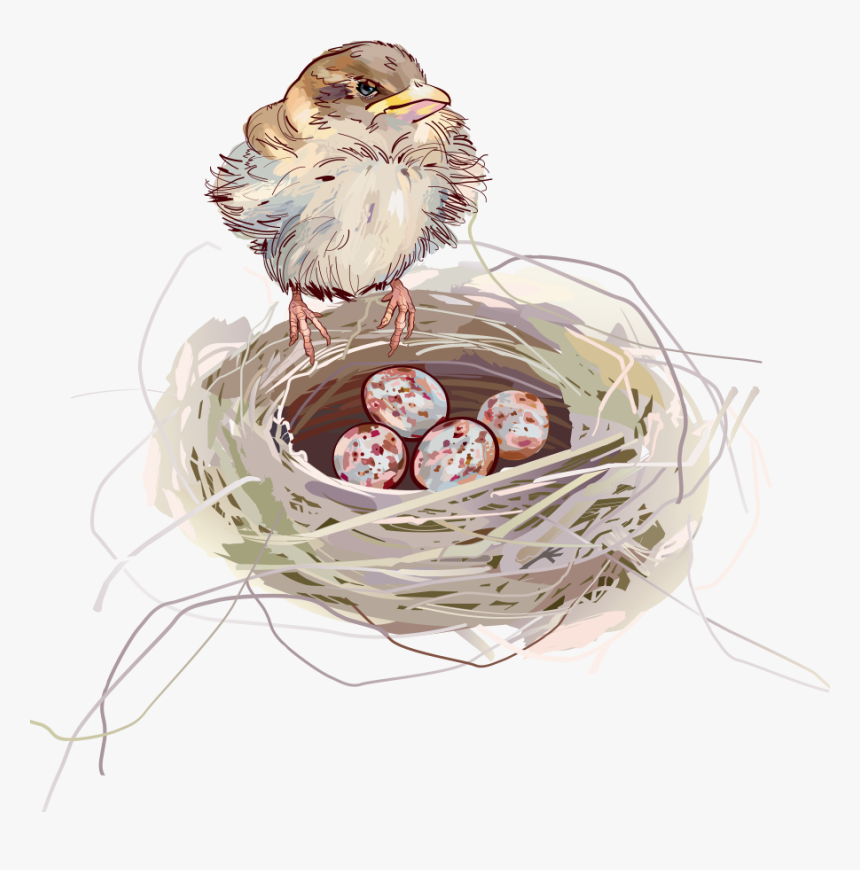 Nest Png Background, Transparent Png