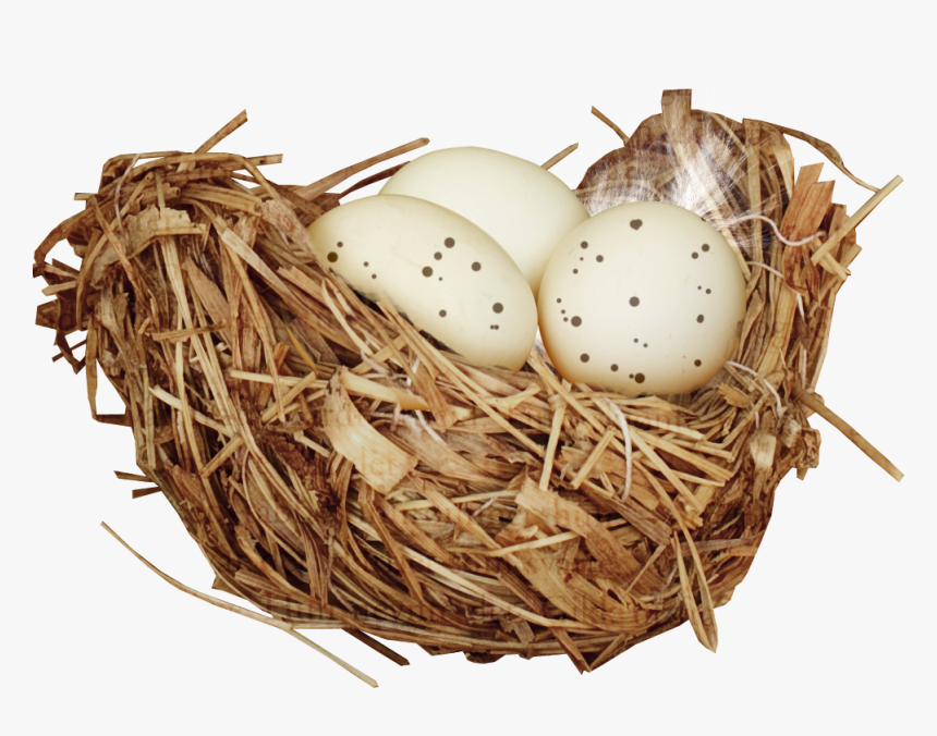 Nest Png - Nido De Pajaros Png, Transparent Png