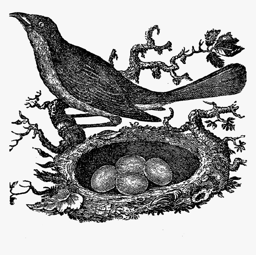 Bird Nest Drawing - Bird Nest, HD Png Download