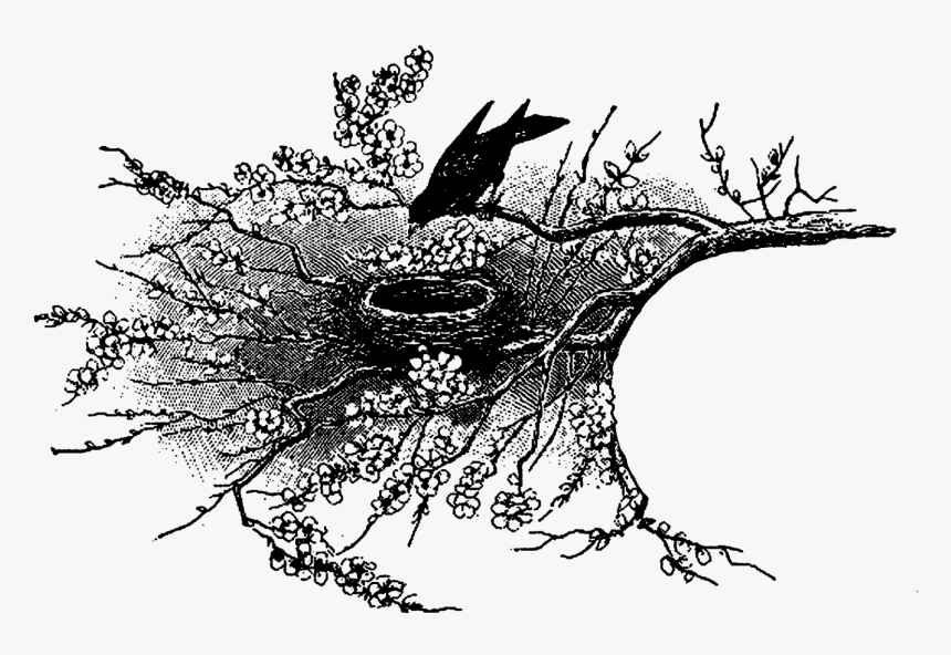 The Second And Third Bird Artwork Images Are Of Birds - Illustration, HD Png Download