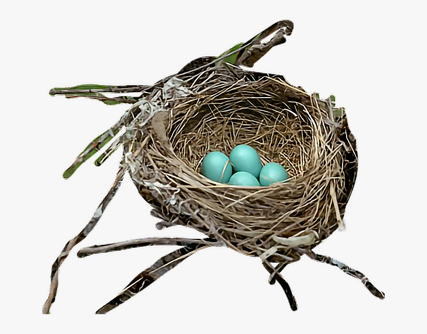 #bird #egg #nest #robin - Nest, HD Png Download