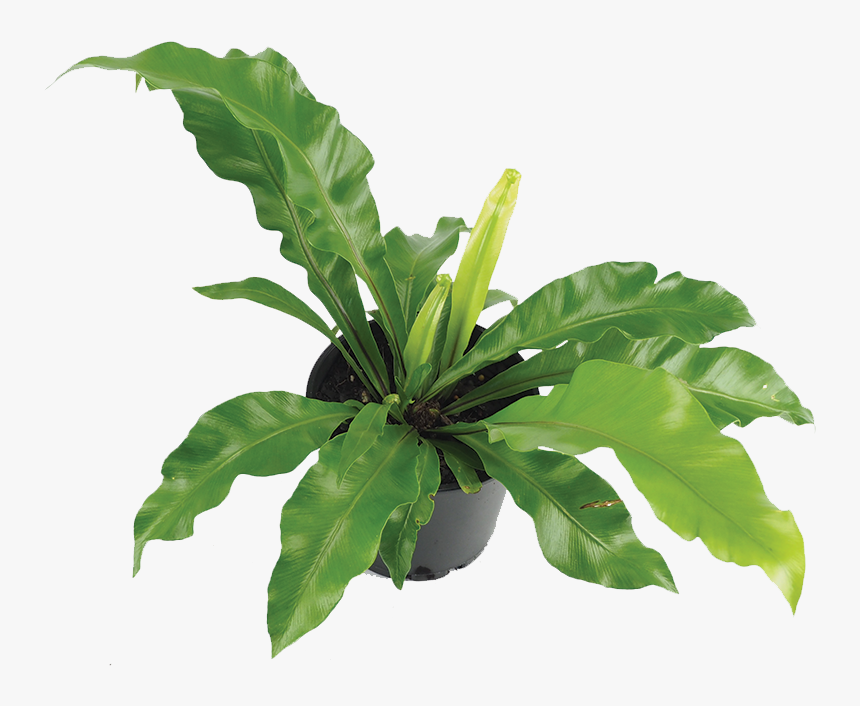 Houseplant, HD Png Download