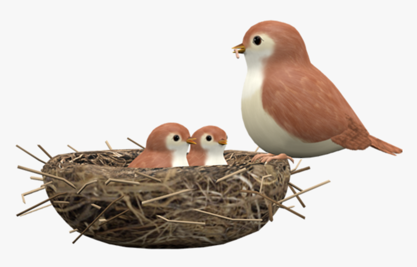 Finch, HD Png Download