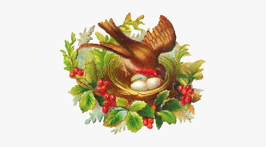 Bird Nest, HD Png Download