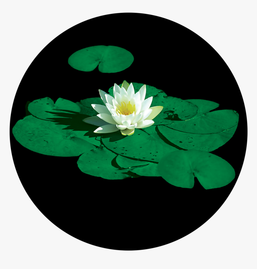 Lily Pad Flower, HD Png Download