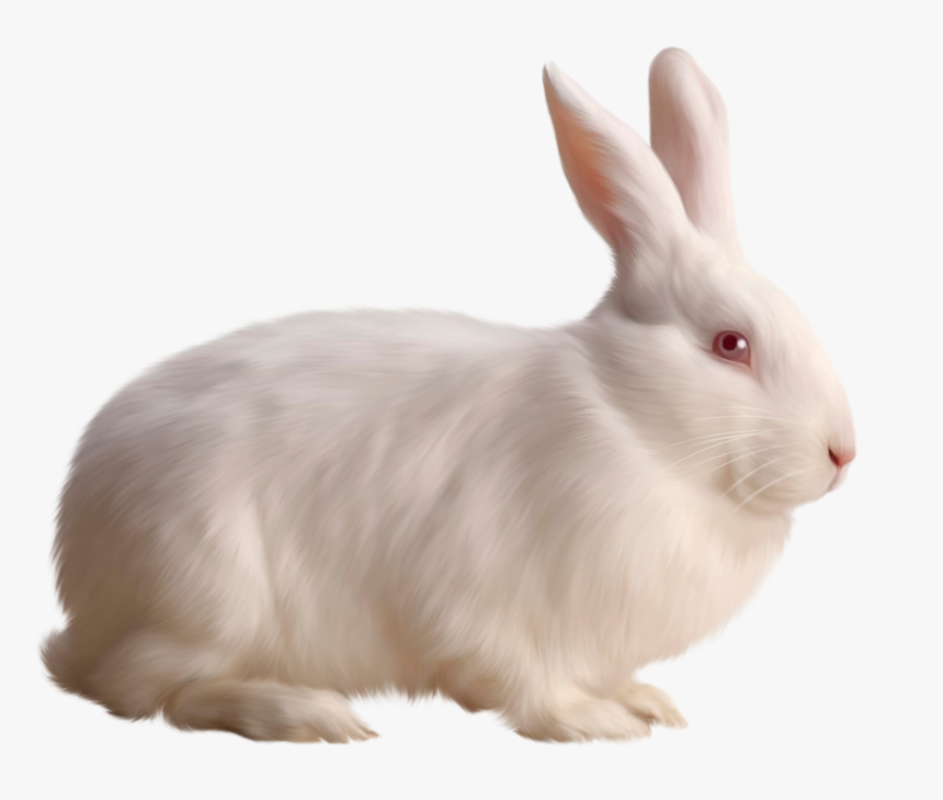Rabbit Png, Transparent Png