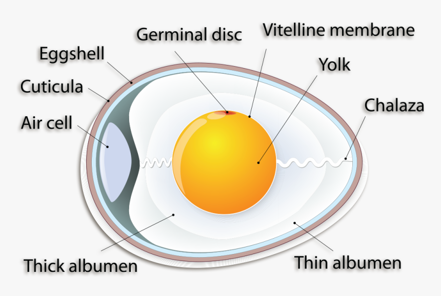 Structure Of Eggs HD Png Download Transparent Png Image PNGitem Structure Of Eggs HD Png Download Transparent Png Image PNGitem