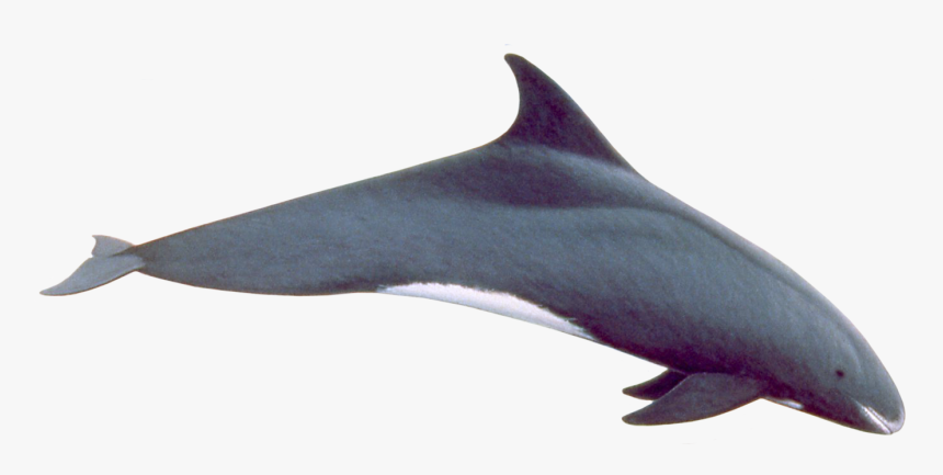 Pygmy Killer Whale - Pygmy Killer Whale Png, Transparent Png