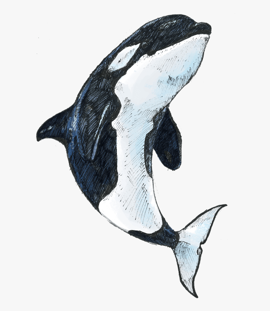 Transparent Killer Whale Png - Killer Whale, Png Download