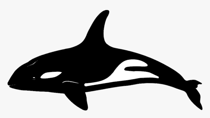 Killer Whale Dolphin Vector Graphics Portable Network - Killer Whale, HD Png Download