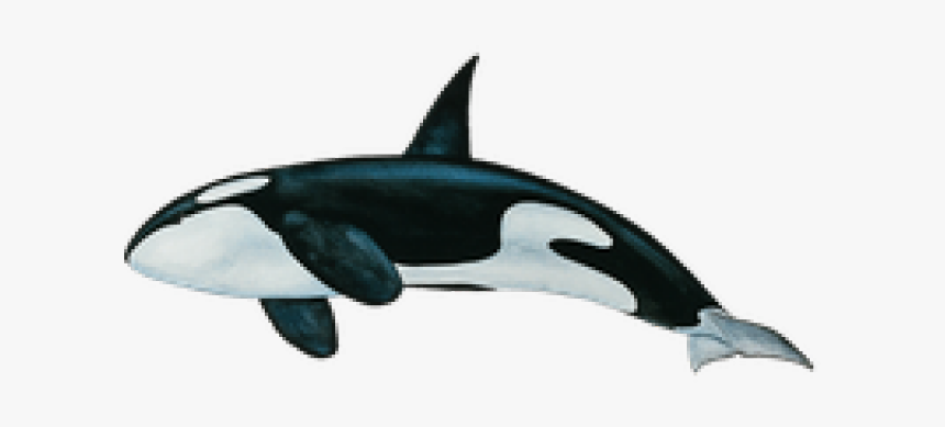 Killer Whale Png Transparent Images - Transparent Whale Png, Png Download