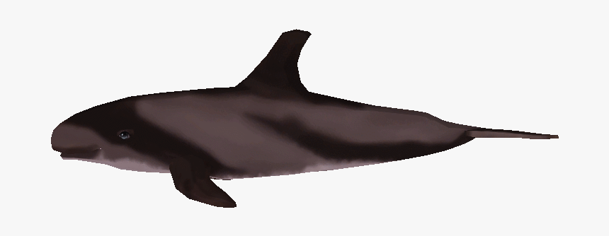 Download Zip Archive - Wholphin, HD Png Download