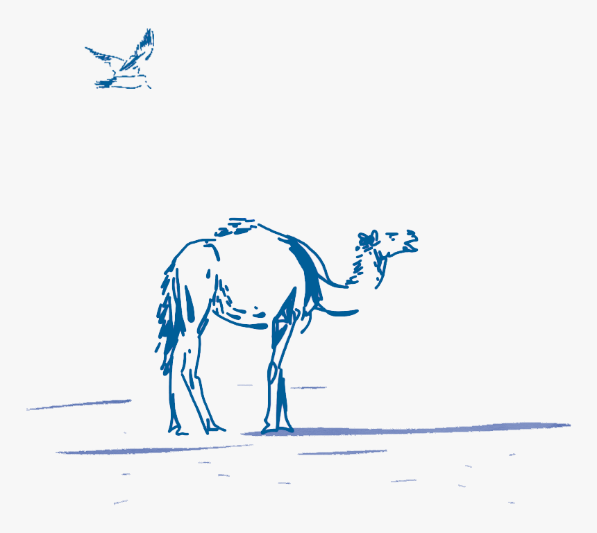 Arabian Camel, HD Png Download