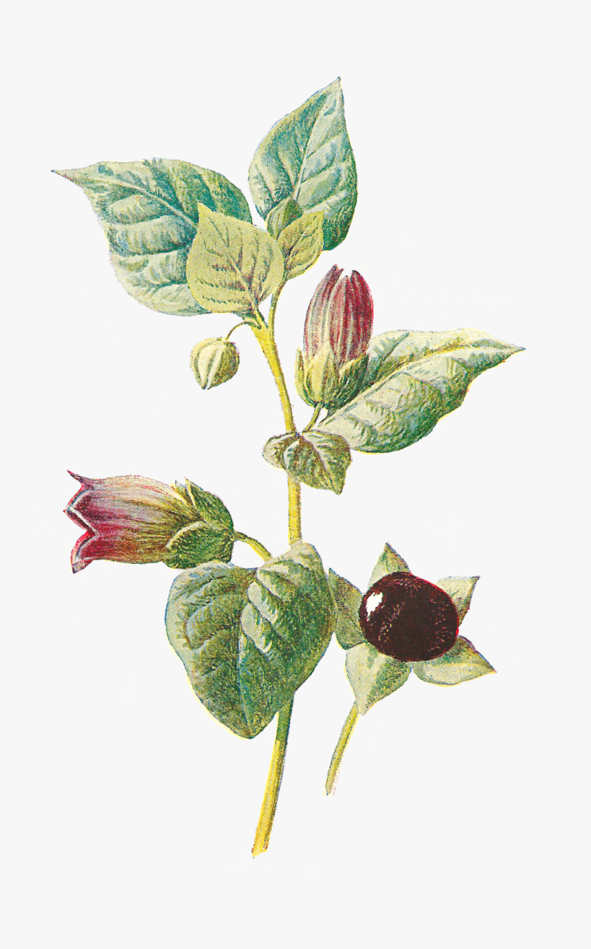 Flower Wildflower Deadly Nightshade Image Illustration - Dwale, Or Deadly Nightshade, HD Png Download
