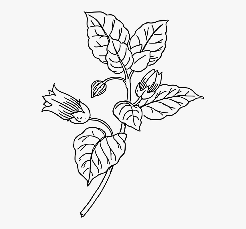 Atropa Belladonna, Deadly Nightshade, Plants, Leaves - Belladonna Clipart, HD Png Download