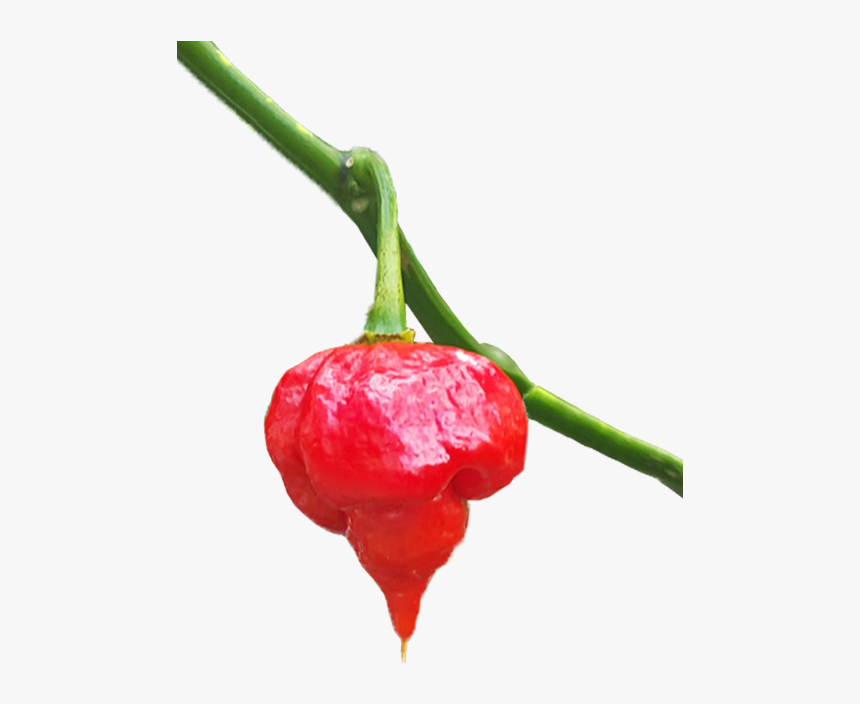Plant,red,bell Peppers And Chili Peppers,natural Foods,chili - Habanero Chili, HD Png Download