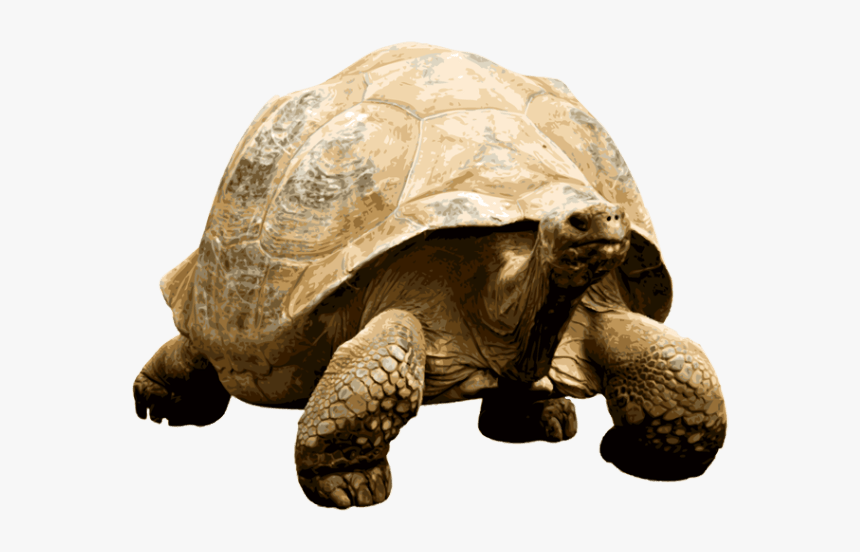 Giant Tortoise - Giant Tortoise Transparent, HD Png Download