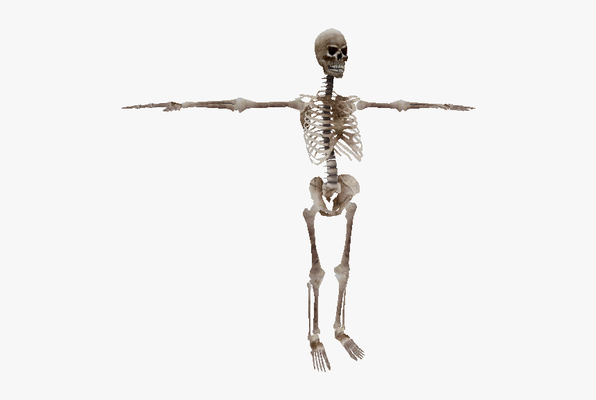 Download Zip Archive Skeleton Hd Png Download Transparent Png Image Pngitem