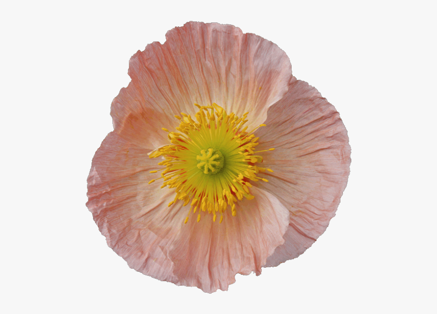 Flores Png Para Photoscape - Corn Poppy, Transparent Png