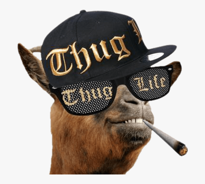 Thug Life Llama - Thug Life, HD Png Download