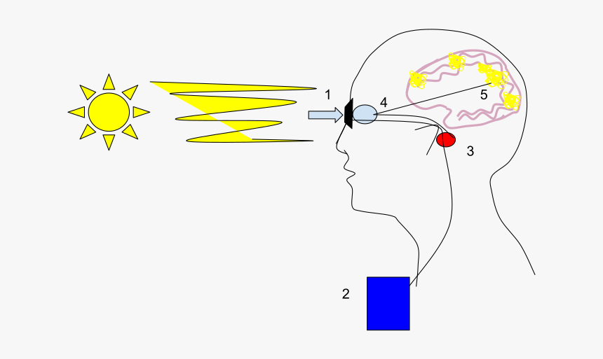 Diagram, HD Png Download