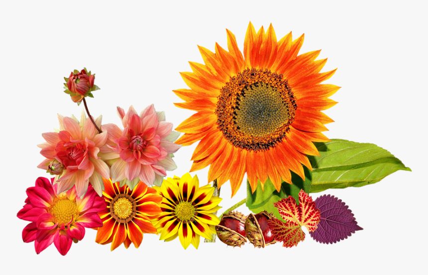 Autumn, Sunflower, Autumn Colours, Dahlias, Flower - Autumn Flower Clip Art Free, HD Png Download