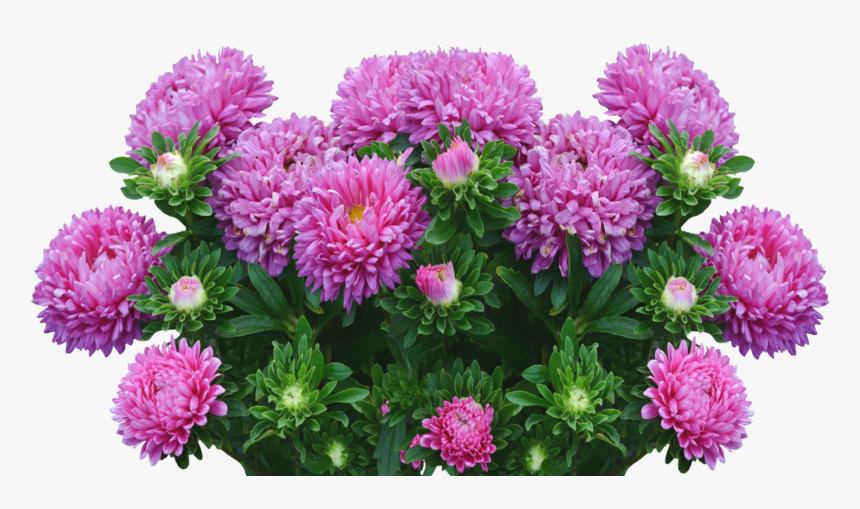 Asters-2665289 - Aster Flowers Png, Transparent Png