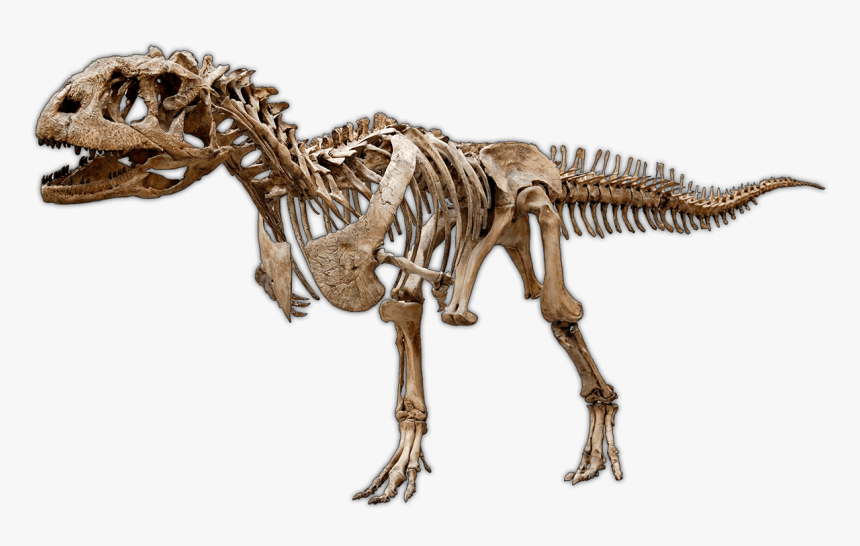 Dinosaur Excavation Kits & Experimental Paleontology - Skeletons Of Dinosaurs, HD Png Download