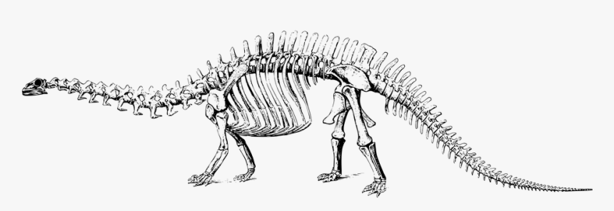 Dinosaur, Fossil, Paleontology, Skeleton - Dinosaur Fossil Clipart Png, Transparent Png