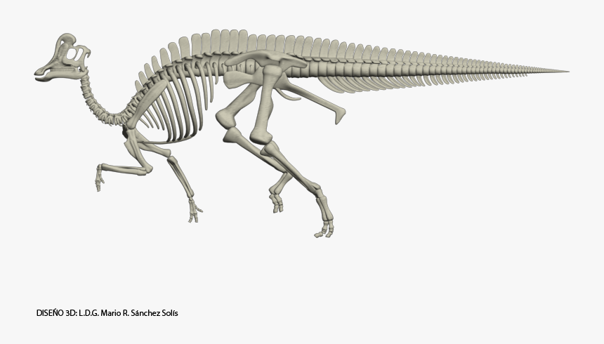 Velafrons Coahuilensis Skeleton Dinosaur Skeleton, - Velafrons Coahuilensis, HD Png Download