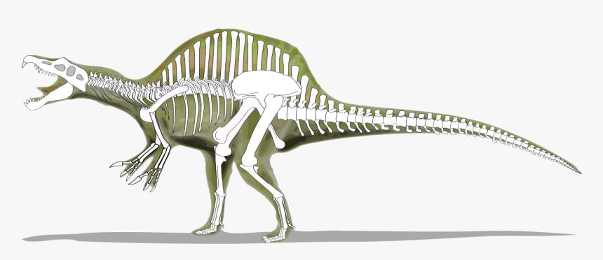 Spinosaurus Skeleton Vs Trex, HD Png Download