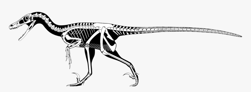 Scott Hartman Velociraptor, HD Png Download