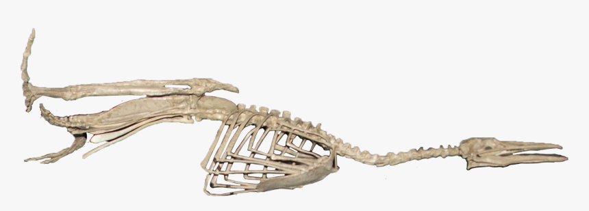 Skeleton, HD Png Download