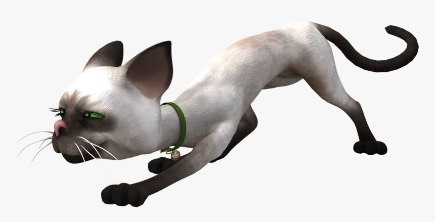 Cat, HD Png Download