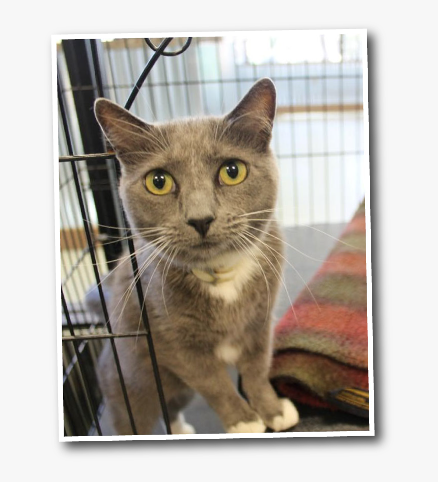 Domestic Short-haired Cat, HD Png Download