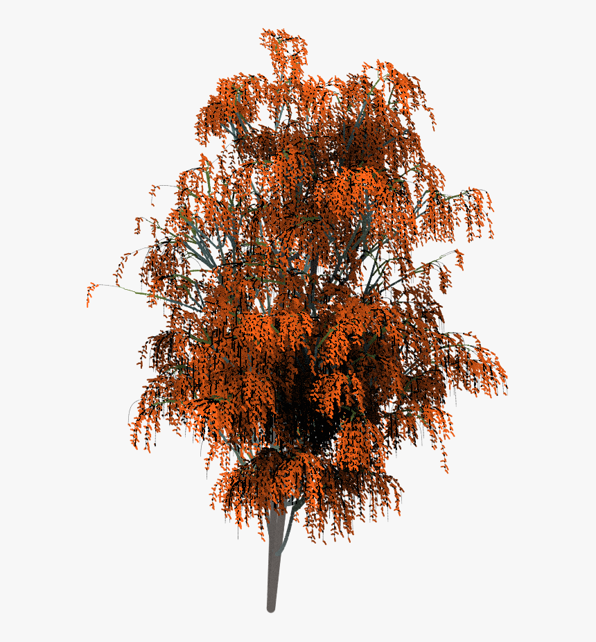 Maple, HD Png Download