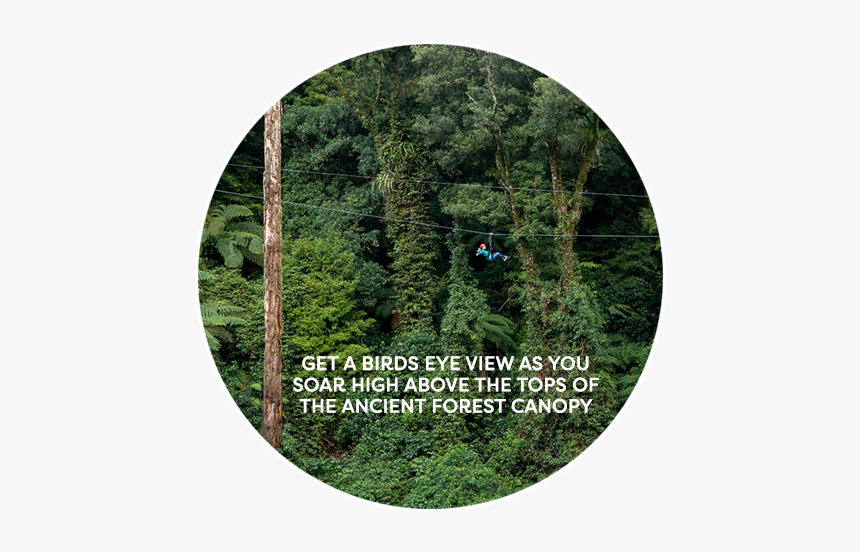 Shortstraw Pine, HD Png Download