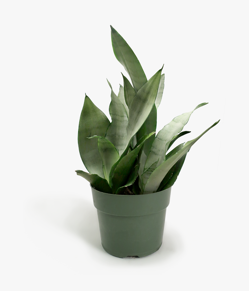 Small Potted Plant Png, Transparent Png