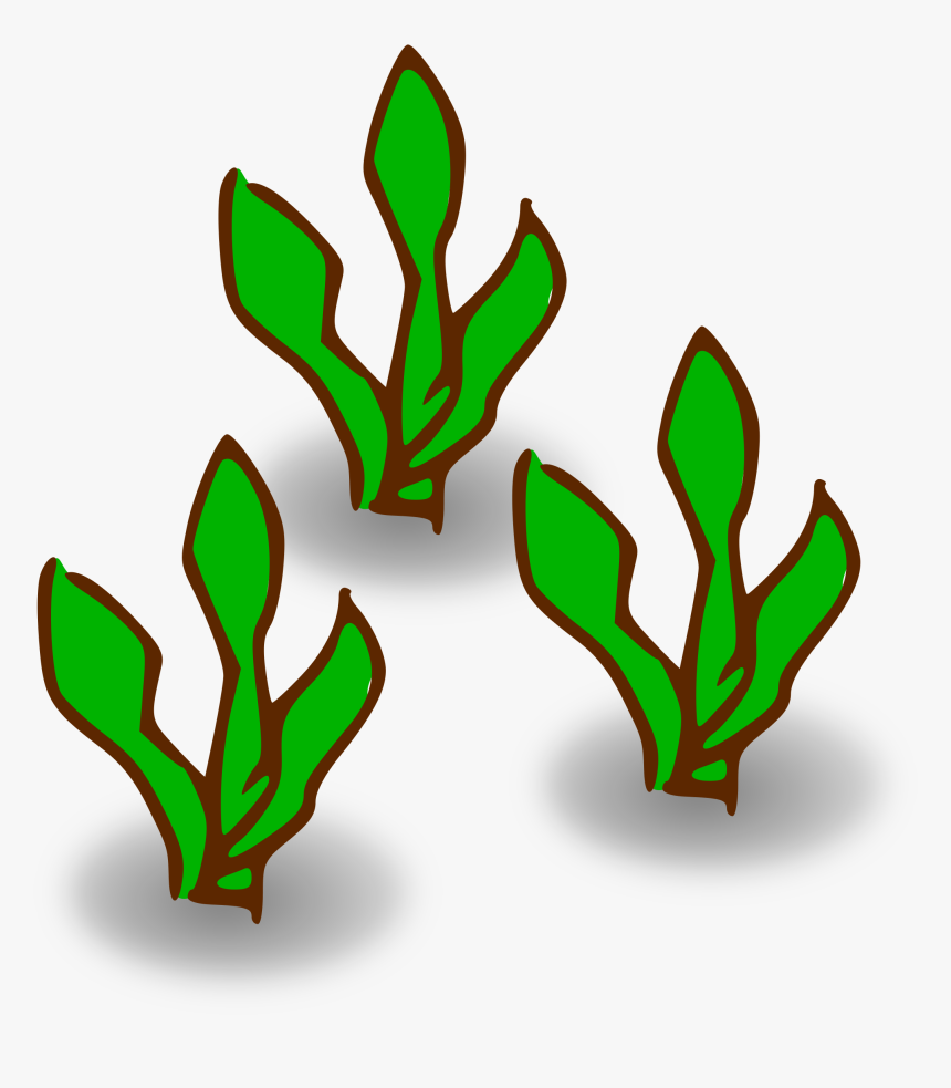 Kelp Forest Heavy - Kelp Clipart, HD Png Download
